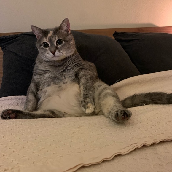 Meet your Posher, Camilla - Picture 3 of 3